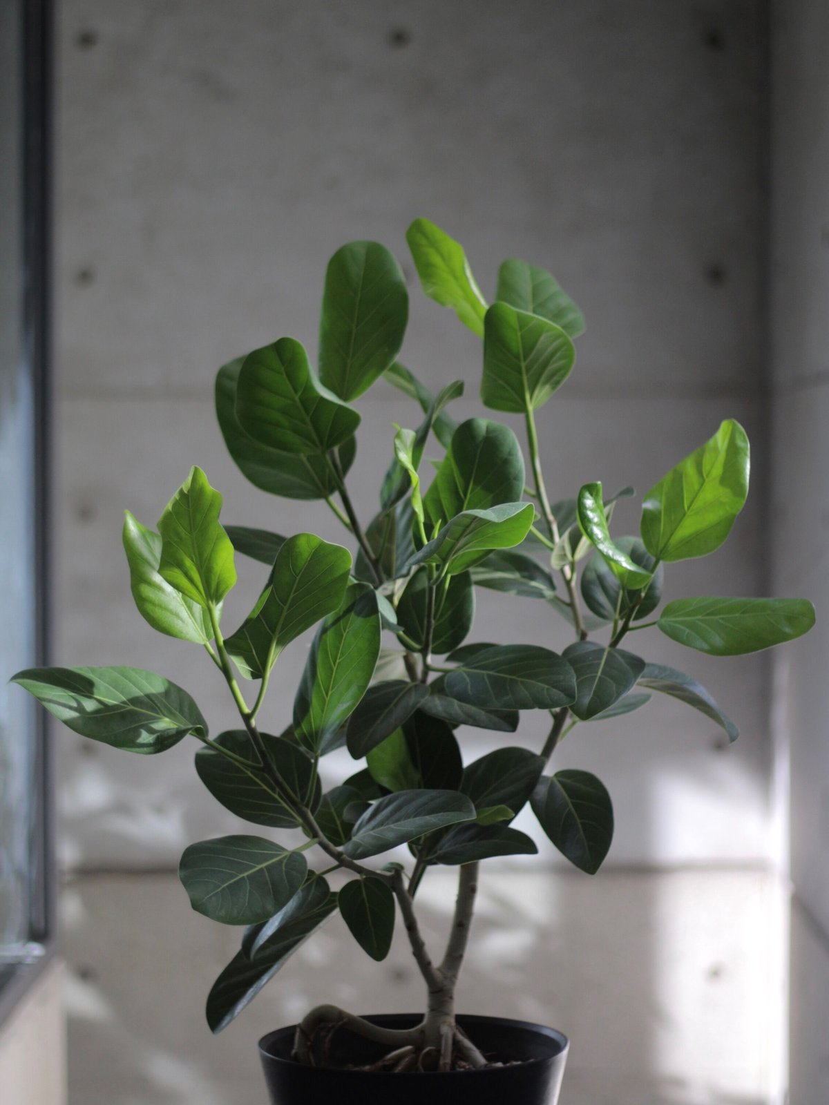 純正品特価 【手渡し限定】フィカス ベンガレンシス 約220cm - 観葉植物