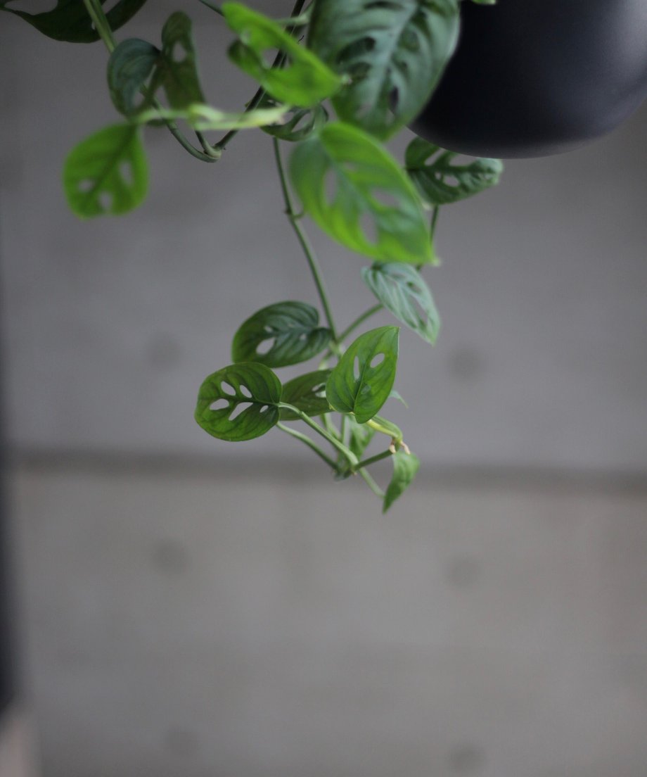 6504211ff09fa0002db90613