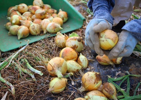 【ご予約販売】令和8年産　春の味覚！獲れたて新玉ねぎ3kg　※お届けは5月中旬頃（商品コード:TF370199）