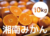 送料込み！『みかん農家さん応援企画』2024年産【大磯･二宮】湘南みかん10kg