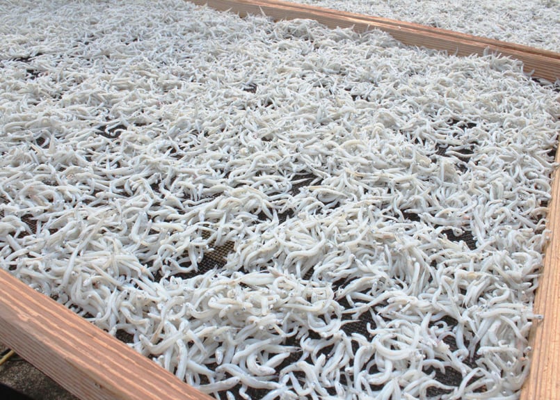 しらす 森国の土佐しらす干し（1kg）と特選干物セット（アジ3枚