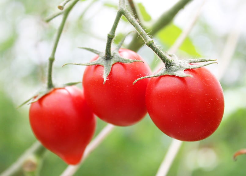 トマト トマト ミニトマト アップルベリー小袋(7粒)小林種苗（株