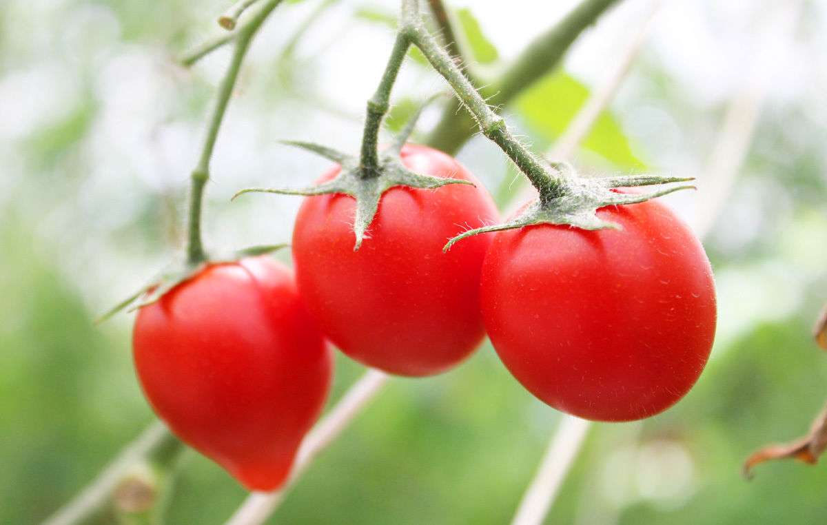 とまと購入 M fit=scale-down,w=1200