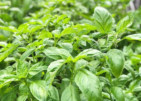 【キッチンうまいける】［茅ヶ崎産］うまいけるのバジルパウダー（商品コード：TF330510）