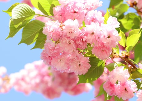 【小田原・田中屋本店】小田原産　無添加　桜の花（桜花漬）（商品コード：TF650543）