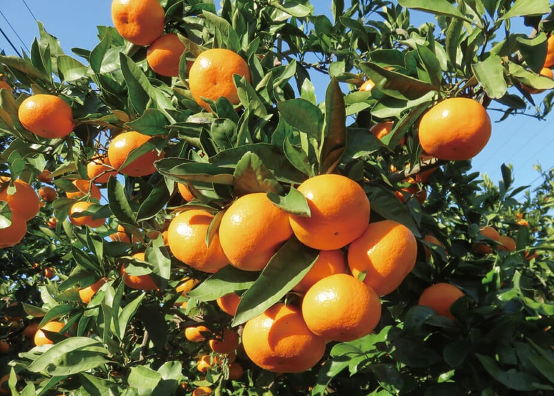 送料込み！『みかん農家さん応援企画』2024年産【大磯・二宮】湘南