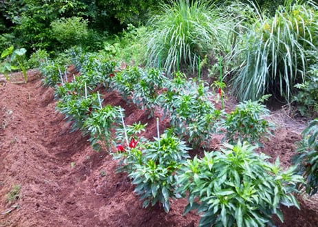 【北鎌倉菜園】鎌倉辣油　「鎌倉薬膳辣油」　「鎌倉香味辣油」（商品コード：TF680581）