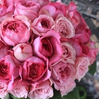 薔薇の花束108本(店頭引き取りのみ)