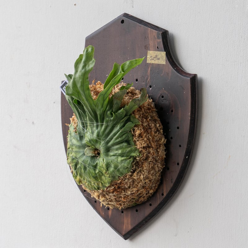 P. wandae【ビカクシダ　ワンダエ】 2025.7/15〜】板付ビカクシダ P. wandae dwarf（TC） | IMAMA