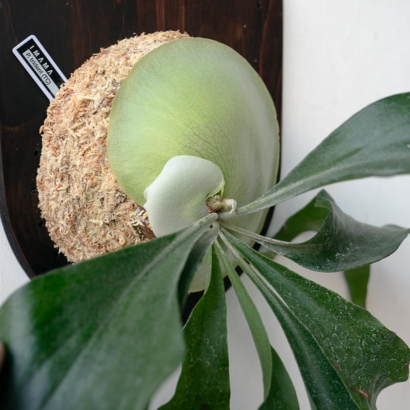 2025.11/22〜】板付ビカクシダ P. Trident（TC） | IMAMA