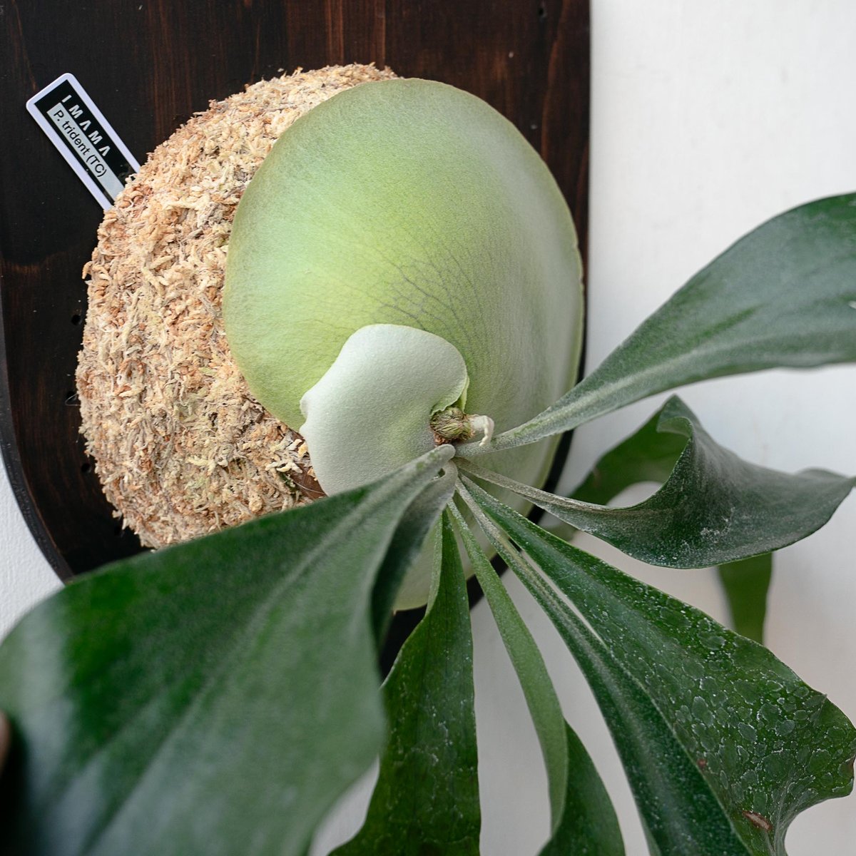 2025.11/22〜】板付ビカクシダ P. Trident（TC） | IMAMA