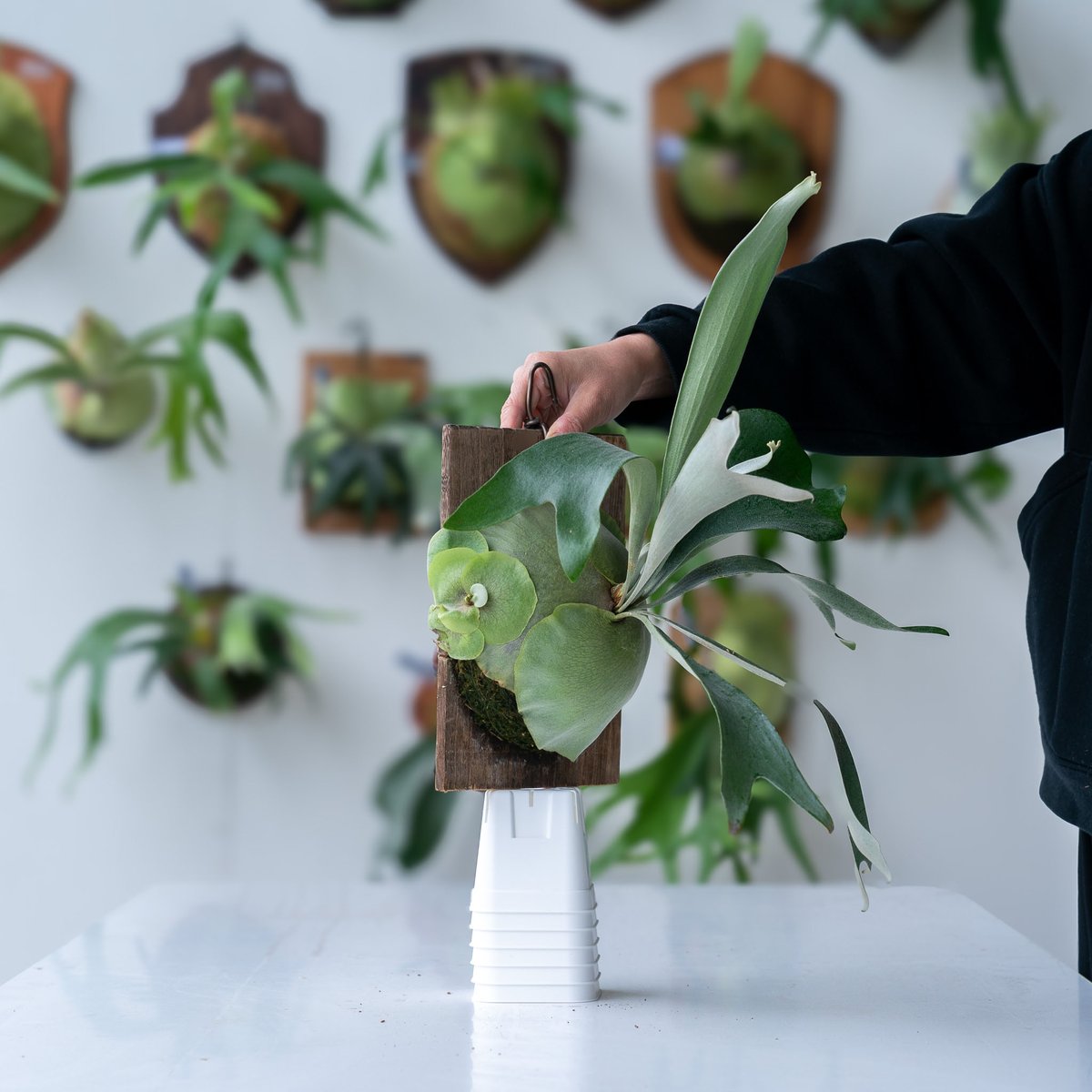 ユ*ノ様 ヒリーフラハンズ 我が家の断トツ個性的株 胞子培養 9/