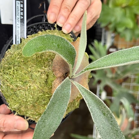 【2026.5/26〜】板付ビカクシダ　  P. veitchii 'Auburn River' × P. veitchii wild sporeling