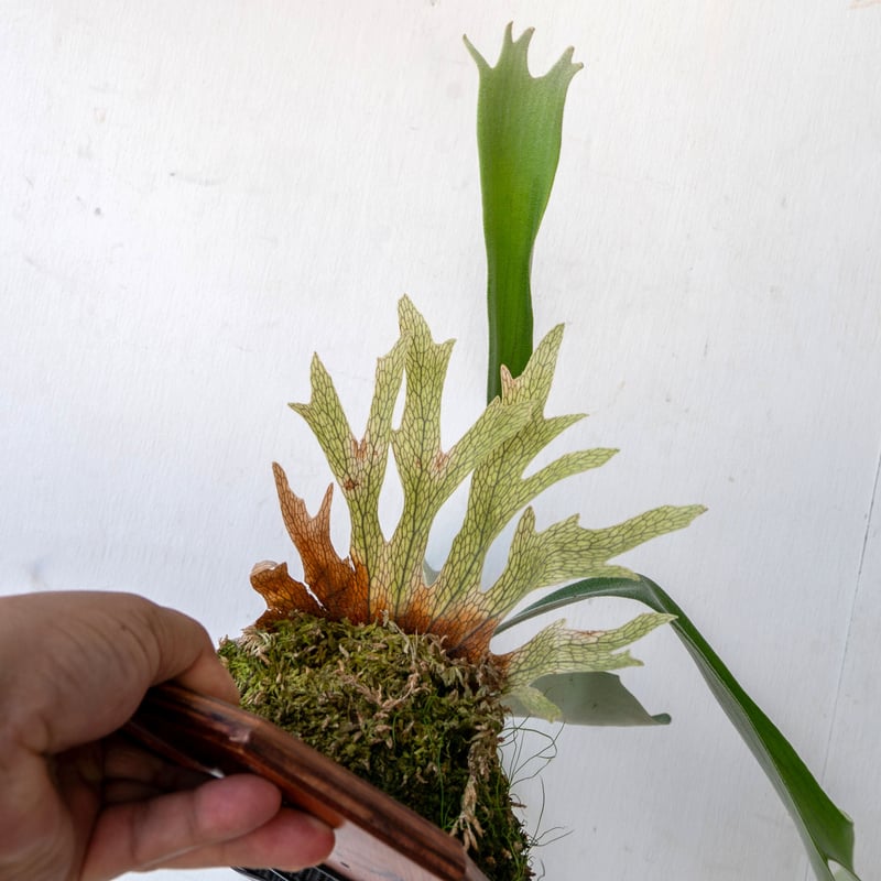 【②】P. monkey north high sheild 板付　ビカクシダ P. Willinckii Monkey North High Shield【artPLANTs/PLANTS