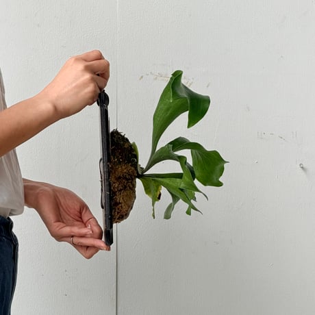 【2026.6/25〜】板付ビカクシダ　 P. 'Maserati' . P. 'Hornbill' mix sporeling