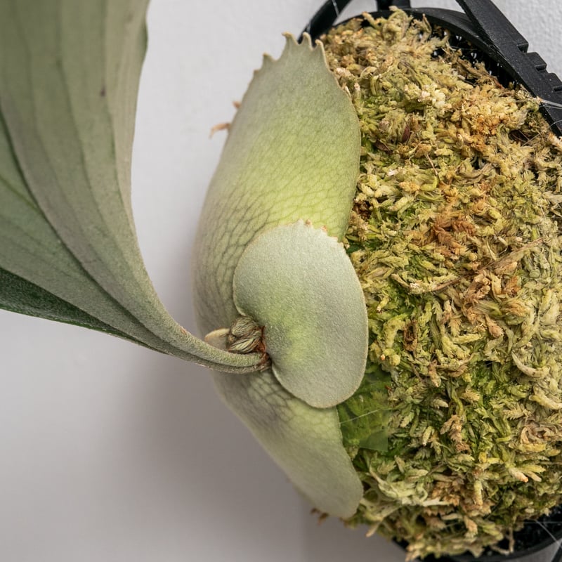 2025.12/20〜】板付ビカクシダ P. Rydeen（pup） | IMAMA