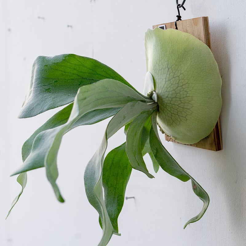 2025.11/12〜】板付ビカクシダ P. Haunted Friday sporelin