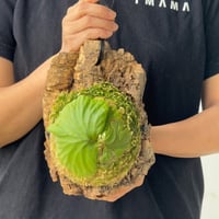 【2026.6/4〜】コルク付ビカクシダ　 P. ridleyi thin frond