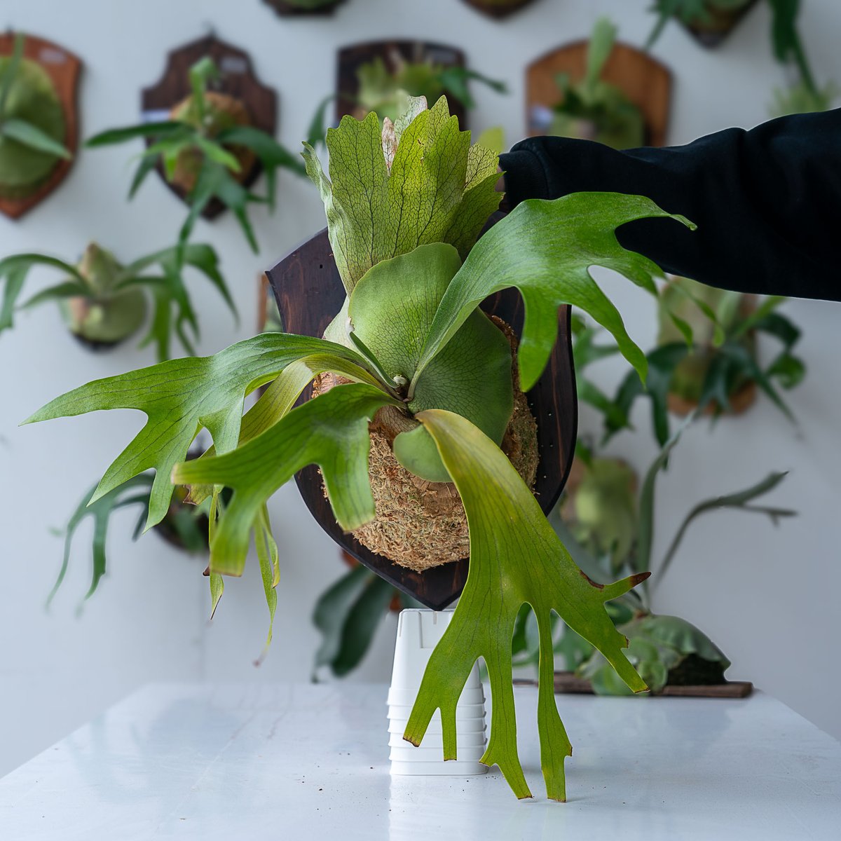 【親株】P.Hillii Yot #16 Aor Chao（OC） 親株】P.Hillii Yot #16 Aor Chao（OC） platycerium hillii 'Aorchao