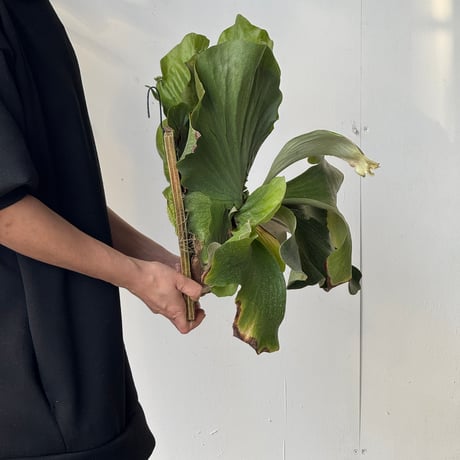 【2026.5/10〜】板付ビカクシダ　  P. bifurcatum × P. elephantotis [TC]