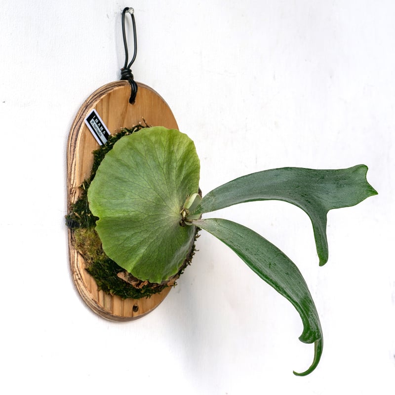 2025.8/2〜】板付ビカクシダ P. Tornado | IMAMA