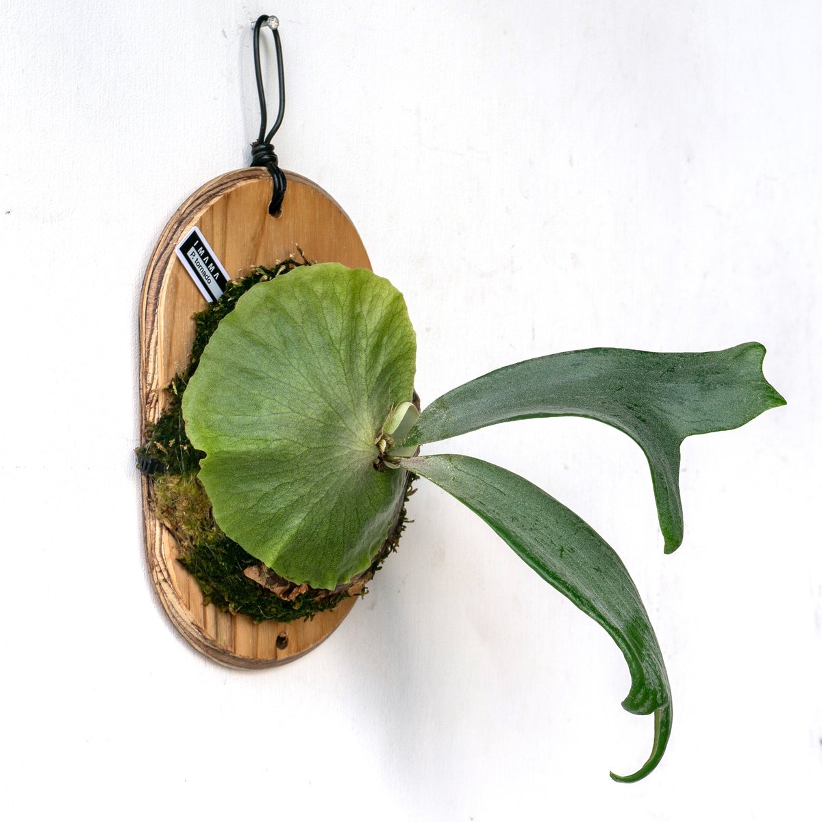 2025.8/2〜】板付ビカクシダ P. Tornado | IMAMA