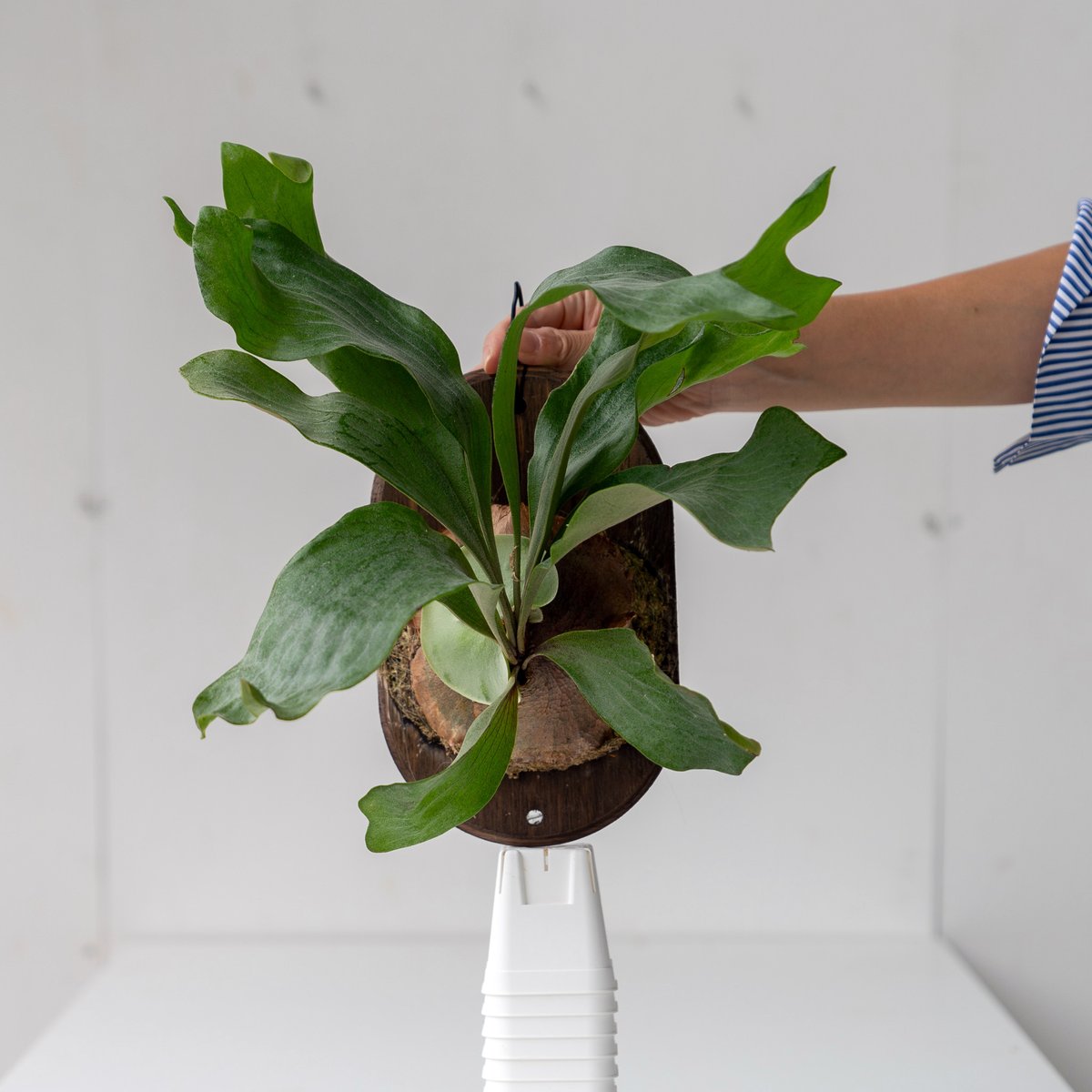 ビカクシダPlatycerium Hillii HD-1 OC 板付