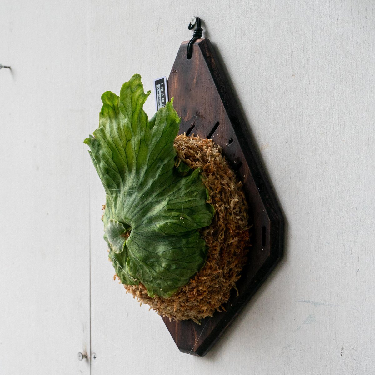 2025.7/15〜】板付ビカクシダ P wandae dwarf（TC） | IMAMA