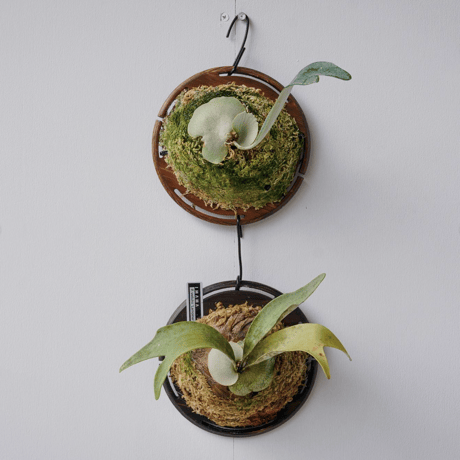 【現品】Fp P-Board circle