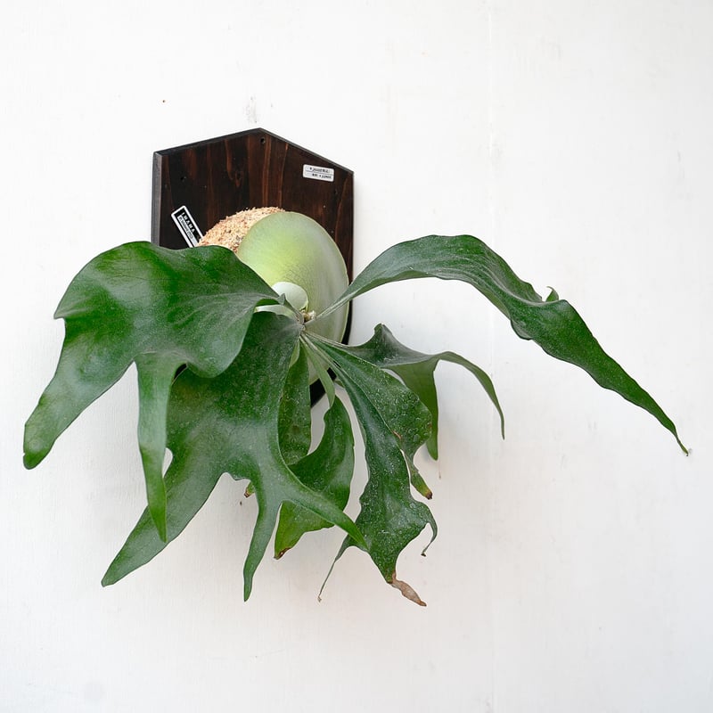 2025.11/22〜】板付ビカクシダ P. Trident（TC） | IMAMA