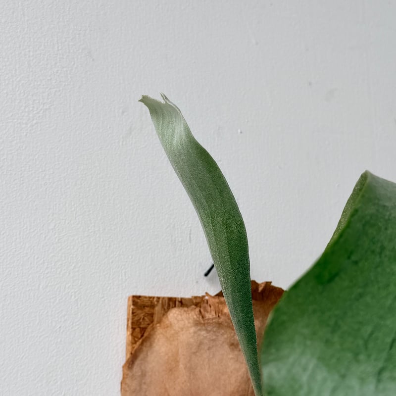 2026.6/18〜】板付ビカクシダ P. bifurcatum × P. willinck