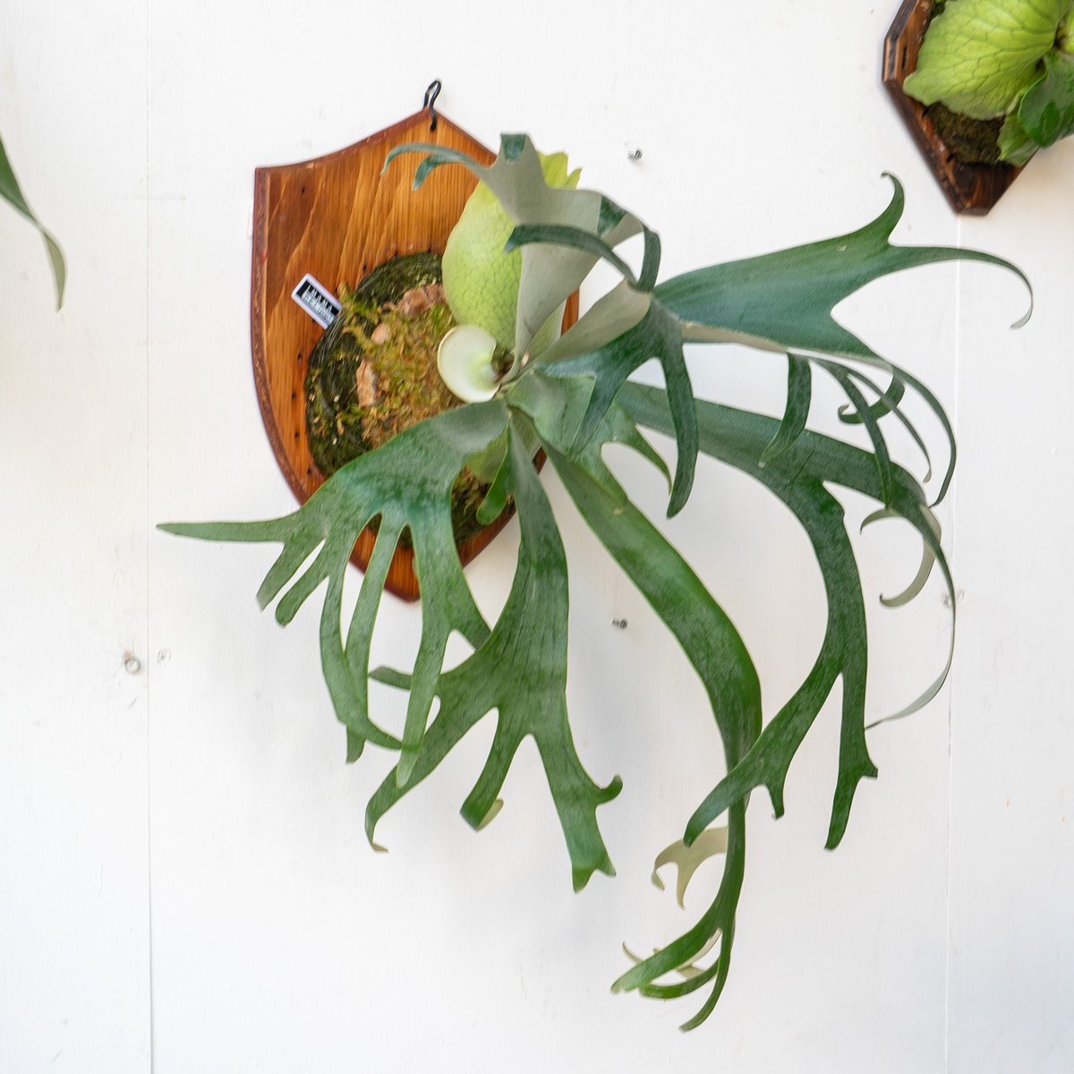 2025.9/1〜】板付ビカクシダ P. E-1（pup） | IMAMA