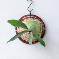 2025.12/21〜】板付ビカクシダ P. veitchii sporeling mut