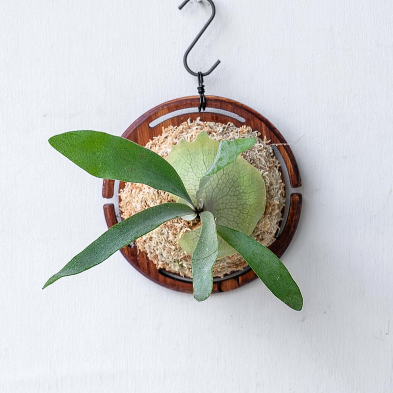 ビカクシダ 板付 2024012000004 ビカクシダ 板付 2024012000004 ビカクシダ 板付 2024012000004 【公式