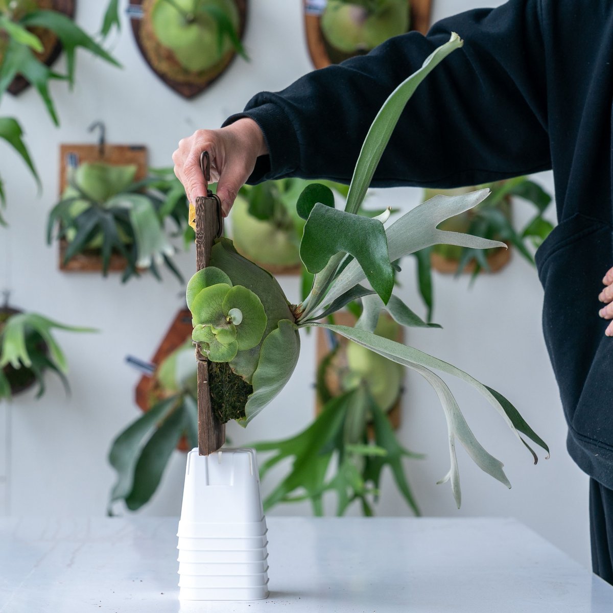 ユ*ノ様 ヒリーフラハンズ　我が家の断トツ個性的株　胞子培養　9/27 ヒリーフラハンズ 我が家の断トツ個性的株 胞子培養 9/27 (現品