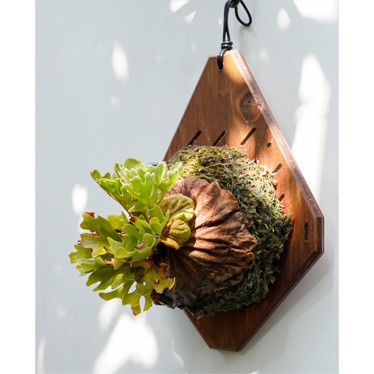 Ridleyi silver dwarf spore リドレイセレクト株