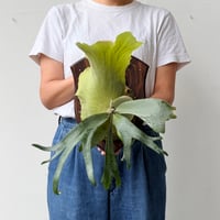【2026.6/25〜】板付ビカクシダ　 P. willinckii [pup]