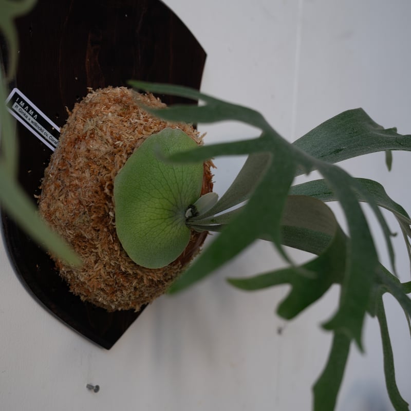 タキチ　ビカクシダ　ギンカ　板付 ビカクシダ ギンカ板付け タキチ ビカクシダ ギンカ 板付