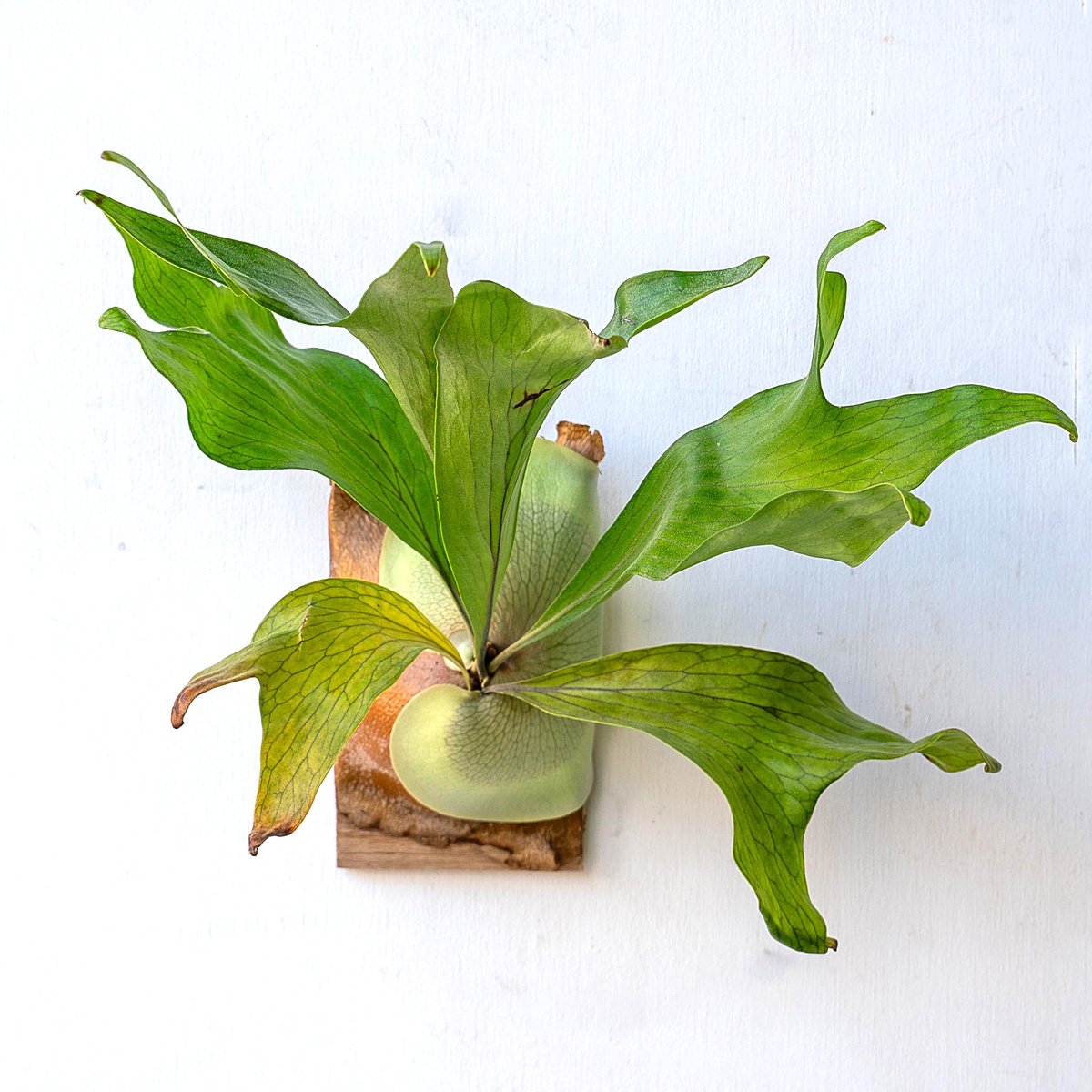 2025.11/12〜】板付ビカクシダ P. hillii Mrs.D（pup） | IMAMA