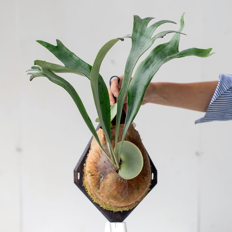 P. 'Mr.Ito' #E ビカクシダ 立葉 【公式通販】