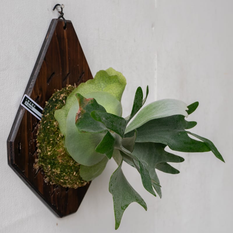 【稀少品種株】P. 'Bambi' oc/ビカクシダ 稀少品種株】P. 'Bambi' oc/ビカクシダ