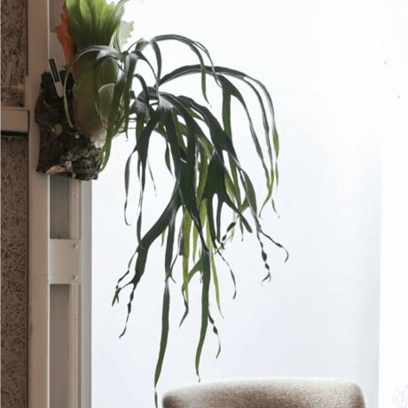 コウモリラン | STORES