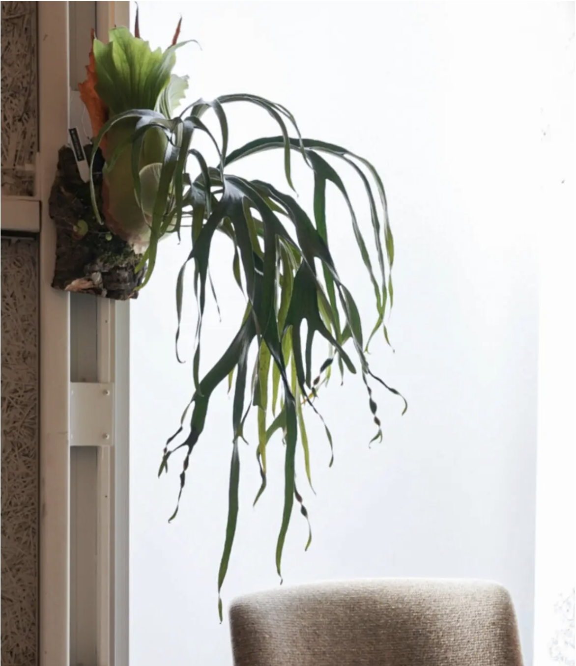 板付 U0667 美形 ビカクシダ XLサイズ リドレイ 10 28 限定板付