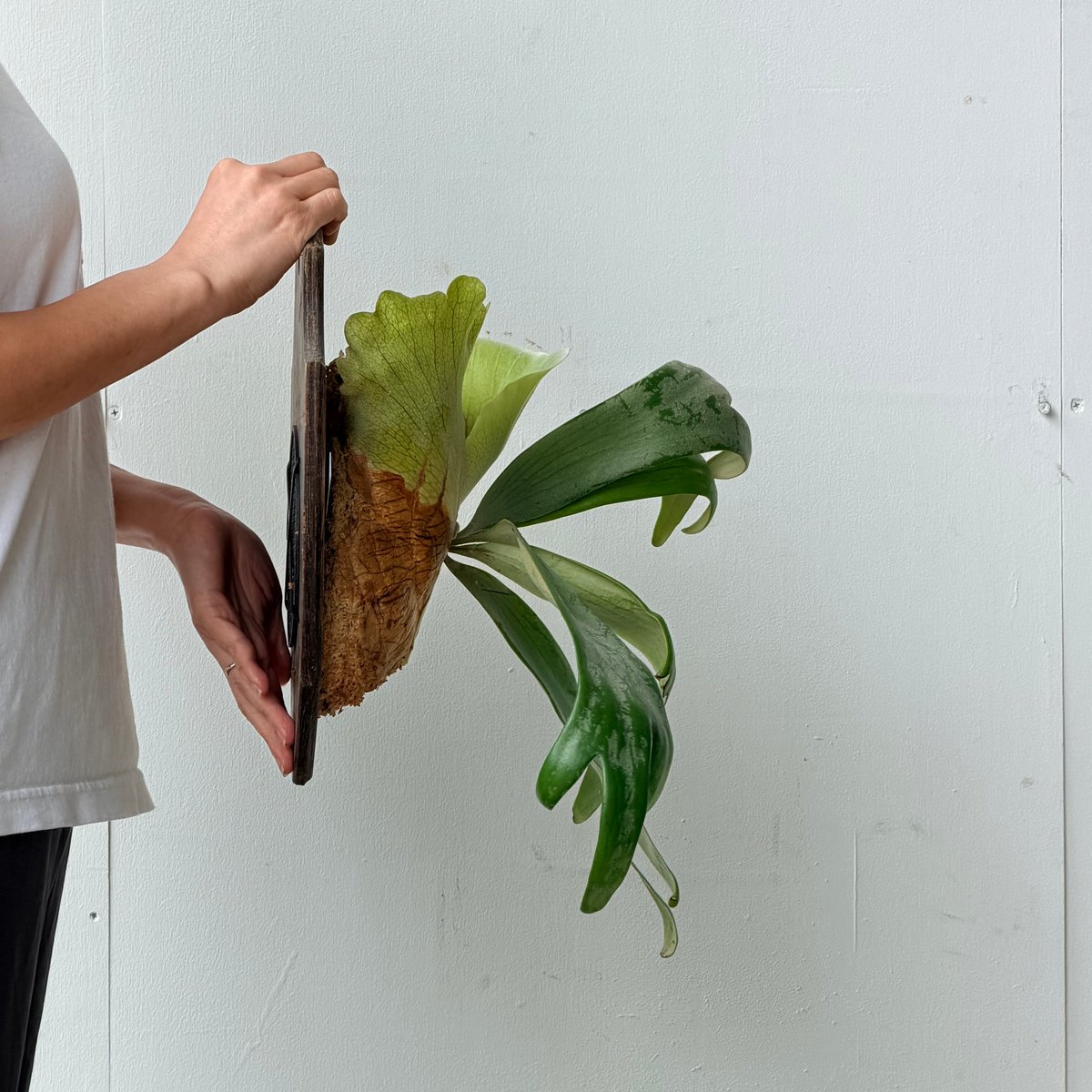 2026.6/18〜】板付ビカクシダ P. willinckii Bali×P. willi