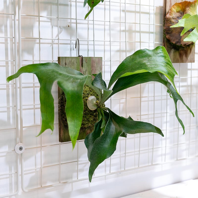 ビカクシダ トライデント　P. Trident 親株 ビカクシダ トライデント P. Trident 親株