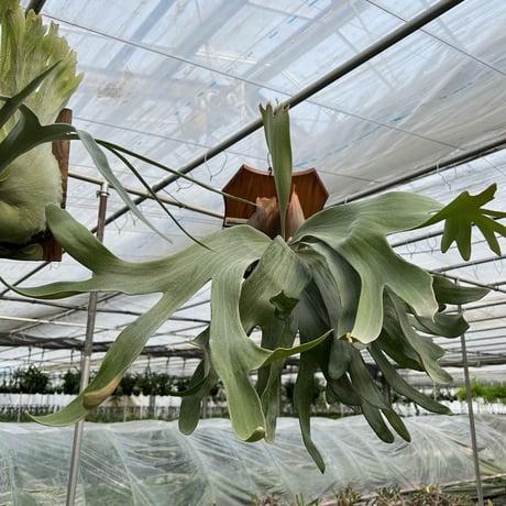 Platycerium 'Mr.Yot hybrid' OC pup（Cnx Exotic Fern - P