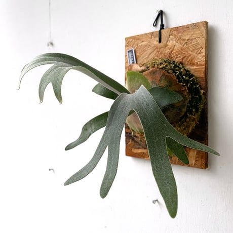 ビカクシダP.willinckii x veitchii 特選pup 子株出品