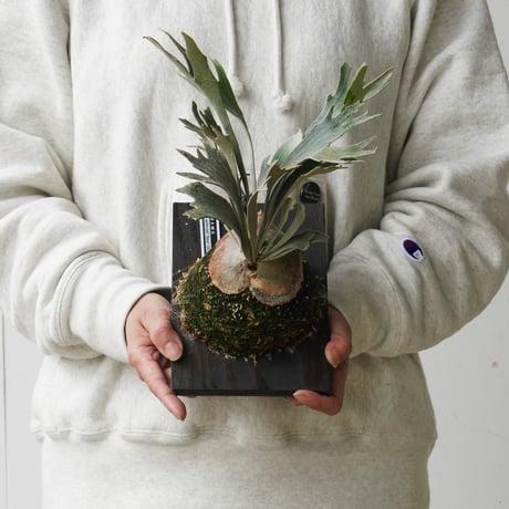 ビカクシダ　ウィリンキー　ビカ森　IMAMA板 CATEGORY Platycerium（ビカクシダ/価格帯） | IMAMA