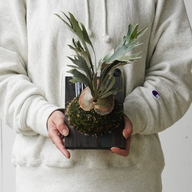 ビカクシダ☆P.willinckii 'Spur'☆シュプール☆OC 現品】ビカクシダ・シュプール オリジナルクローン Platycerium Spur