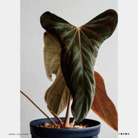 ビカクシダ胞子培養 エントリーセット ＜コラボver.＞ | IMAMA